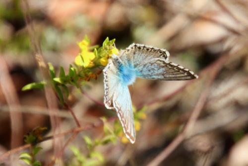 Réf. 291 606 : Polyommatus hispana